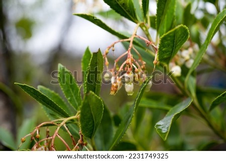 Ripe flowers of Arbutus unedo, strawberry tree, evergreen shrub.
