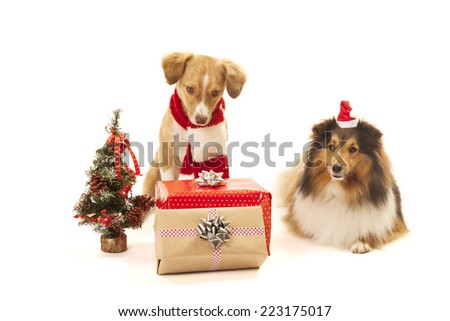 Two dogs with christmas presents and a small christmas tree.