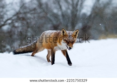 Red Fox Standing in the Snow in A Winter Background in A National Park