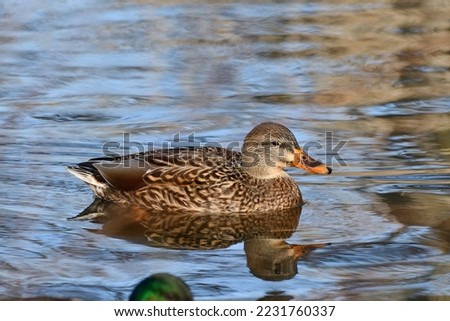 Male and female Mallard ducks swimming in the creek near my home