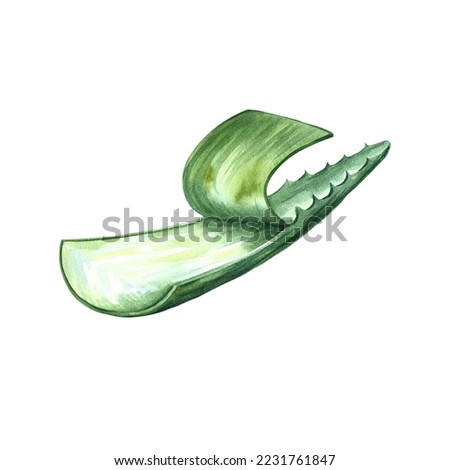 Aloe vera. Watercolor illustration. For labels and packaging of cosmetology, perfumery and medicine.