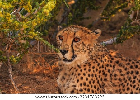 Cheetahs in the Namibian savannah. The fastest cats in the world. Close-up. Solitaire, Namibia, South Africa.