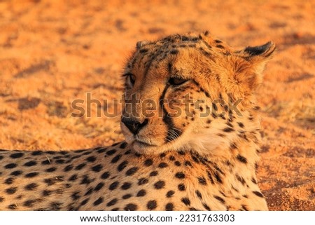 Cheetahs in the Namibian savannah. The fastest cats in the world. Close-up. Solitaire, Namibia, South Africa.