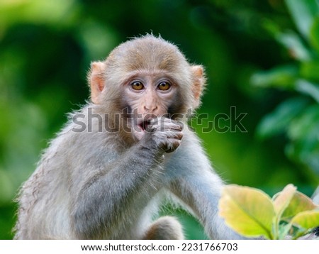 rhesus monkey close up picture