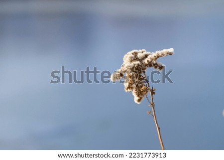 Dry goldenrod flower against blue river background on sunny day