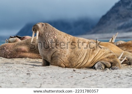 Ice walrus, Odobenus rosmarus, seahorse walking on its teeth, resting on the beach, Wildlife scene.
