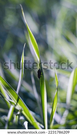                                A black beetle crawls on a blade of grass