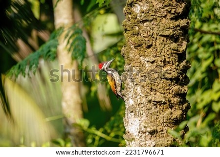 Streak-throated woodpecker standing on an old tree for drilling