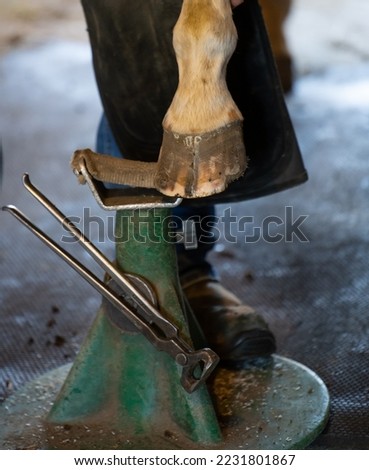 horse hoof being trimmed with metal file by equine blacksmith or farrier pinchers attached by magnet to stand horse hoof has crack on the hoof wall vertical format horse foot care room for type 