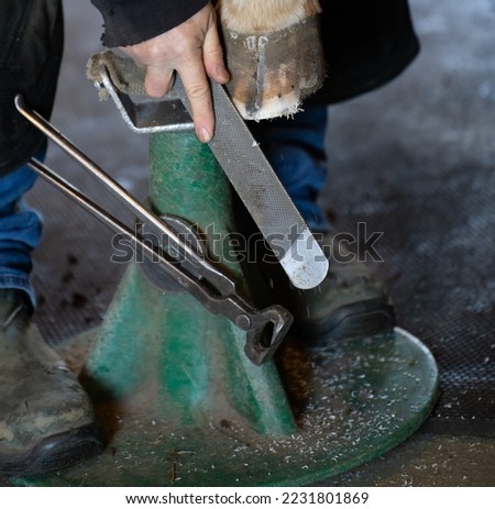 horse hoof being trimmed with metal file by equine blacksmith or farrier pinchers attached by magnet to stand horse hoof has crack on the hoof wall vertical format horse foot care room for type 
