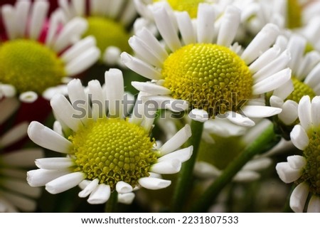 chamomile flower with macro  photo Royalty-Free Stock Photo #2231807533
