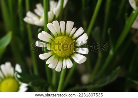 chamomile flower with macro  photo Royalty-Free Stock Photo #2231807535