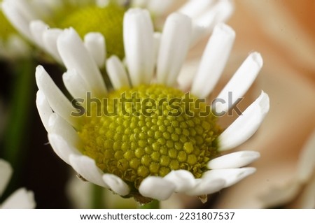 chamomile flower with macro  photo Royalty-Free Stock Photo #2231807537