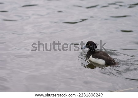 Tufted duck swimming in lake, shallow focus