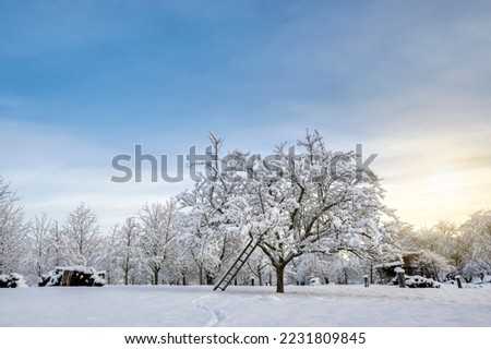 Ladder under snow covered tree, rural winter scene with warm sunset