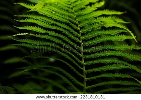 Fern branch in the forest. Selective focus, shallow depth of field. Vegetable green background.
