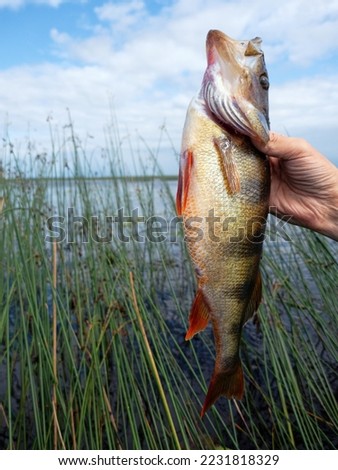 Perch caught on a spinner at sunset. Evening biting. Against the background of great bulrush and blue sky