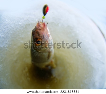 Ice recreational fishing. A picture of roach (Rutilus rutilus)fishing with a hole and scoot. A fish-eye lens is used