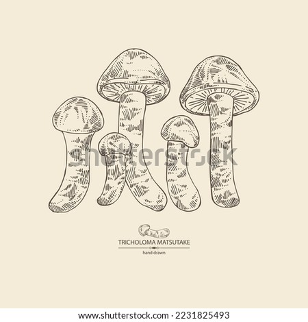 Background with tricholoma matsutake: piece of matsutake, tricholoma matsutake mushrooms. Vector hand drawn mushroom illustrations Royalty-Free Stock Photo #2231825493
