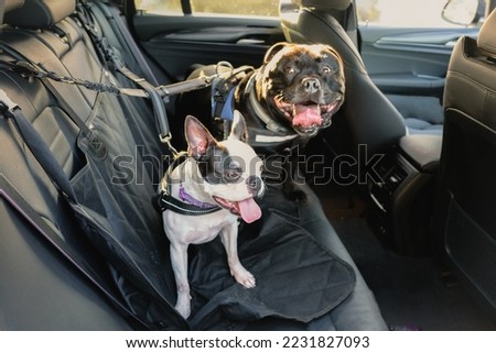 A Boston Terrier on the back seat of a car alongside a Staffordshire Bull Terrier. Both dogs are wearing a harness and they are hooked on to the seat. The seat has a protective cover. Royalty-Free Stock Photo #2231827093