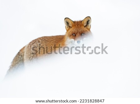 A Red Fox stands just beyond a mound of fresh snow.