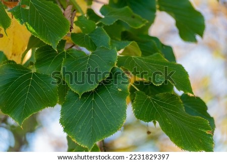 American basswood leaves changing color in fall Royalty-Free Stock Photo #2231829397