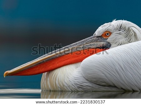 A Dalmatian Pelican floats past a fishing boat. It's bright orange gular resplendent against the contrasting blue background. Royalty-Free Stock Photo #2231830137