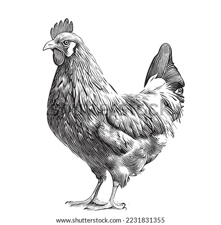Farm hen chicken sketch hand drawn in engraved style sketch Vector illustration. Royalty-Free Stock Photo #2231831355