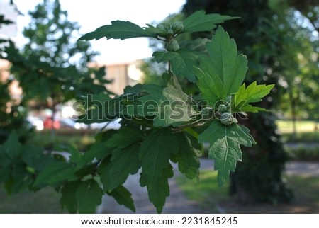 Green leaves pictured on the Italian city street