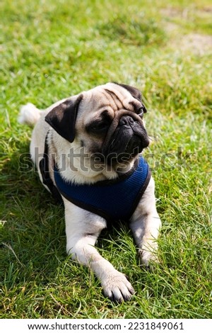 Young pug lying on a meadow