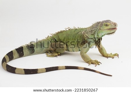 Big Green Iguana lizard isolated on a white background
 Royalty-Free Stock Photo #2231850267