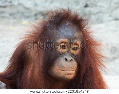 Young captive orangutan in Tampa. Florida