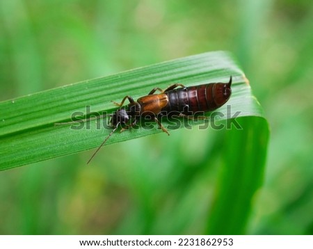 Close up of Earwig on the grass    