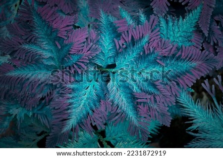 Natural background of Spike moss leaves with turquoise color effected and vignetted for the backdrop and text design. 
