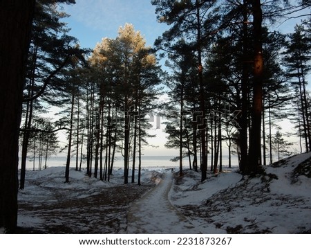 snow covered pines against the backdrop of the winter Baltic Sea