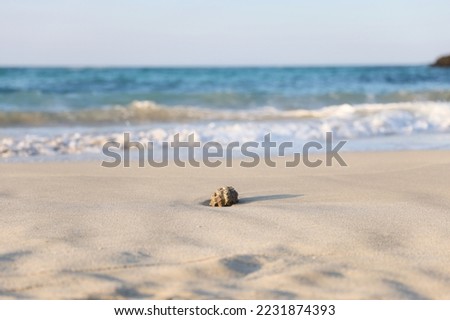 A lonely and peaceful photo focusing on the shells alone on the blue Jeju Island beach