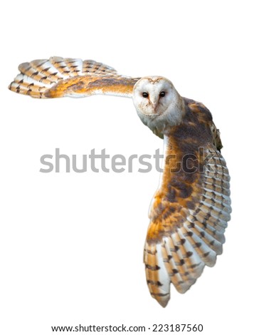 Barn owl in the country side flying