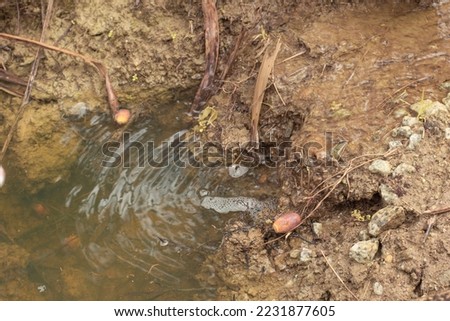 infrared image of the stagnant rain water inundated at the oil palm field and drain
