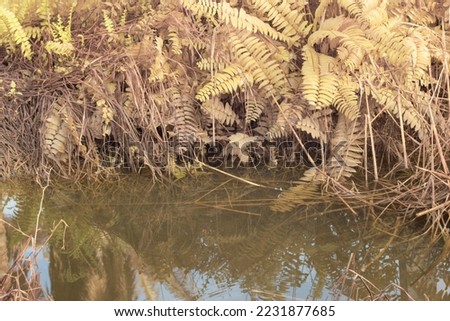 infrared image of the stagnant rain water inundated at the oil palm field and drain
