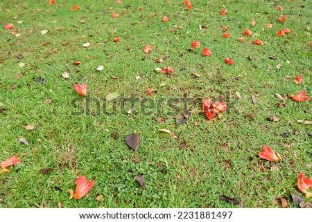 flowers fall down from the trees, red flowers that have withered will fall to the grass