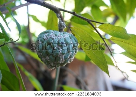White Fruit louse on Custard apple. Custard apple fruit on the tree is infested with mealybugs, a plant pest of Pseudococcus Lilacinus