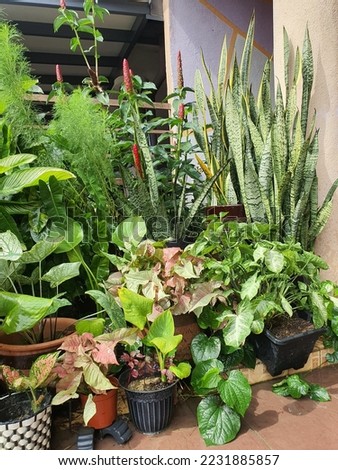 Green, fresh and healthy ornamental potted garden plants. Sunny day. Home small area. Good soil and fertilizer. Plants are snake plant or lidah mertua, caladium, kaduk, syngonium and costus. Malaysia