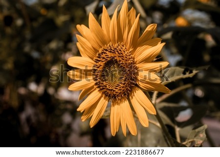 Close up of sun flower on a sunny day with a natural background. Selective focus. High quality photo. 
