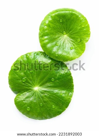 Close up centella asiatica leaves with rain drop isolated on white background top view. Royalty-Free Stock Photo #2231892003
