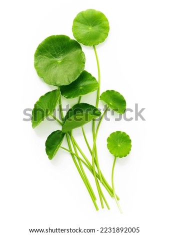 Close up centella asiatica leaves with rain drop isolated on white background top view. Royalty-Free Stock Photo #2231892005