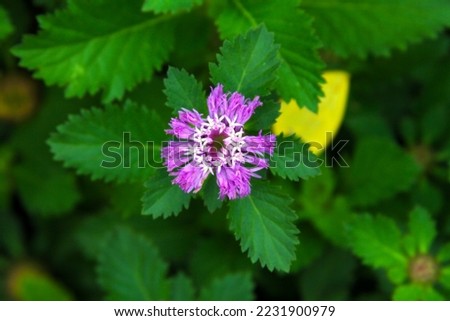 Beautiful close up centratherum or brazilian button flower purple violet color in the garden