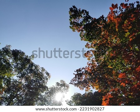 Nature background :Leaves,nature pictures,This is a beautiful view branches of green and orange foliage of sea almond tree.form down to the top,Leafs of Royal Poinciana,selective focus.