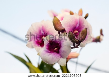 purple white orchid flower background picture