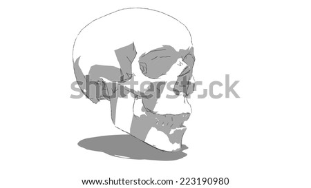 skull picture