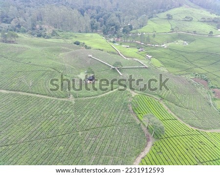 Aerial view of beautifully patterned tea fields. Natural landscape photo concept.